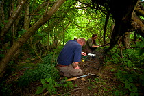 Defra Field Workers prepare a baited cage trap to catch a European Badger (Meles meles) for vaccination during bovine tuberculosis (bTB) vaccination trials in Gloucestershire, United Kingdom. June 201...