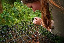 Defra Field Worker baits a cage trap with peanuts in preparation for carrying out the vaccination of European Badgers (Meles meles) during bovine tuberculosis (bTB) vaccination trials in Gloucestershi...