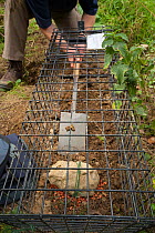 Defra Field Worker prepares a baited cage trap to catch a European Badger (Meles meles) for vaccination during bovine tuberculosis (bTB) vaccination trials in Gloucestershire, United Kingdom. June 201...