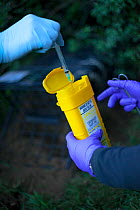 Defra Field Workers dispose of a used syringe as part of biosecurity measures after vaccinating a European Badger (Meles meles) during bovine tuberculosis (bTB) vaccination trials on farmland in Glouc...