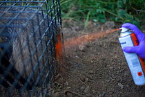 Defra Field Worker marks a European Badger (Meles meles) with spray paint after successfully vaccinating it in a cage trap as part of bovine tuberculosis (bTB) vaccination trials in Gloucestershire, U...