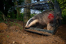 European Badger (Meles meles) exiting a cage trap after being vaccinated and marked with spray paint by Defra field workers during bovine tuberculosis (bTB) vaccination trials in Gloucestershire, Unit...