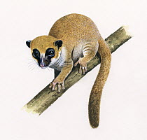 Lavasoa mountains dwarf lemur (Cheirogaleus lavasoensis) illustration.