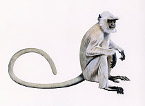 Chamba sacred langur (Semnopithecus ajax) illustration.
