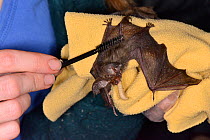 Brown long-eared bat pup (Plecotus auritus) being groomed with a small brush as it eats a waxworm, North Devon Bat Care, Barnstaple, Devon, UK, August. Model released