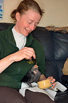 Samantha Pickering feeding a rescued abandoned Jackdaw chick (Corvus monedula), North Devon Bat Care, Barnstaple, Devon, UK, June. Model released