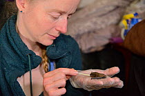 Samantha Pickering feeding a rescued abandoned Soprano pipistrelle bat pup (Pipistrellus pygmaeus) with goat's milk from a pipette, North Devon Bat Care, Barnstaple, Devon, UK, August. Model released