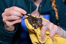 Samantha Pickering grooming a rescued Brown long-eared bat pup (Plecotus auritus) with a small brush after hand feeding it, North Devon Bat Care, Barnstaple, Devon, UK, August. Model released