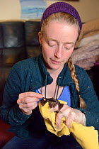 Samantha Pickering grooming a rescued Brown long-eared bat pup (Plecotus auritus) with a small brush after hand feeding it, North Devon Bat Care, Barnstaple, Devon, UK, August. Model released