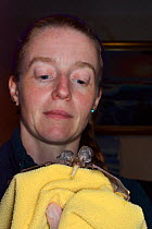 Samantha Pickering holds a rescued, abandoned Brown long-eared bat pup (Plecotus auritus) as it eats a waxworm she has fed it, North Devon Bat Care, Barnstaple, Devon, UK, August. Model released.