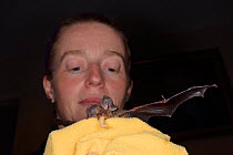 Samantha Pickering holds a rescued, abandoned Brown long-eared bat pup (Plecotus auritus) as it eats a waxworm she has fed it, North Devon Bat Care, Barnstaple, Devon, UK, August. Model released.