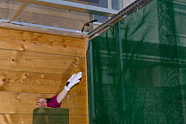 Samantha Pickering releasing young Common pipistrelle bats (Pipistrellus pipistrellus) she has reared  since their rescue as pups into a flight cage at dusk, North Devon Bat Care, Barnstaple, Devon, U...