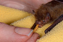 Samantha Pickering feeding a rescued abandoned Soprano pipistrelle bat pup (Pipistrellus pygmaeus) with a mealworm, North Devon Bat Care, Barnstaple, Devon, UK, August. Model released