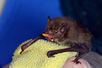 Rescued abandoned Soprano pipistrelle bat pup (Pipistrellus pygmaeus) eating a mealworm, North Devon Bat Care, Barnstaple, Devon, UK, August. Model released