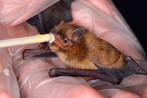 Rescued abandoned Soprano pipistrelle bat pup (Pipistrellus pygmaeus) feeding from a pipette, North Devon Bat Care, Barnstaple, Devon, UK, August. Model released