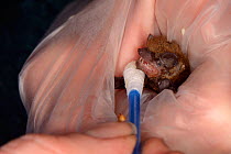 Rescued abandoned Soprano pipistrelle bat pup (Pipistrellus pygmaeus) having its fur cleaned and dried after feeding, North Devon Bat Care, Barnstaple, Devon, UK, August. Model released