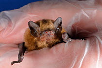 Rescued abandoned Soprano pipistrelle bat pup (Pipistrellus pygmaeus) held in hand, North Devon Bat Care, Barnstaple, Devon, UK, August. Model released