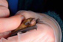 Samanatha Pickering holding and stroking rescued abandoned Soprano pipistrelle bat pup (Pipistrellus pygmaeus) held in hand, North Devon Bat Care, Barnstaple, Devon, UK, August. Model released