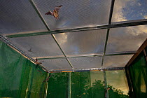 Young Common pipistrelle bats (Pipistrellus pipistrellus) reared in captivity since their rescue as pups, learning to fly and hunt in a flight cage at dusk before being released, North Devon Bat Care,...