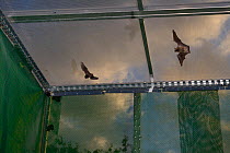 Young Common pipistrelle bats (Pipistrellus pipistrellus) reared in captivity since their rescue as pups, learning to fly and hunt in a flight cage at dusk before being released, North Devon Bat Care,...