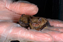 Rescued abandoned Common pipistrelle bat pup (Pipistrellus pipistrellus) held alongside a paler Soprano pipistrelle pup (Pipistellus pygmaeus), North Devon Bat Care, Barnstaple, Devon, UK, August. Mod...