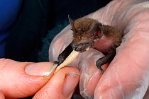 Rescued abandoned Common pipistrelle bat pup (Pipistrellus pipistrellus) being hand-fed a waxworm, North Devon Bat Care, Barnstaple, Devon, UK, August. Model released