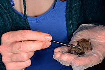 Sanctuary worker grooming abandoned Common pipistrelle bat pup (Pipistrellus pipistrellus) with a small brush alongside a Soprano pipistrelle pup (Pipistellus pygmaeus), North Devon Bat Care, Barnstap...