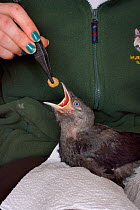 Samantha Pickering feeding a rescued abandoned Jackdaw chick (Corvus monedula) with a mealworm, North Devon Bat Care, Barnstaple, Devon, UK, June. Model released