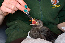 Samantha Pickering feeding a rescued abandoned Jackdaw chick (Corvus monedula) with a mealworm, North Devon Bat Care, Barnstaple, Devon, UK, June. Model released