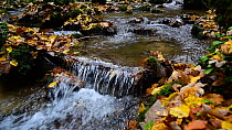 Tracking shot of a woodland stream, Berdorf, Mullerthal, Luxembourg, November