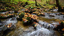Tracking shot of a woodland stream, Berdorf, Mullerthal, Luxembourg, November