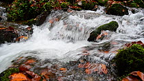 Close-up panning shot of a woodland stream, Berdorf, Mullerthal, Luxembourg, November