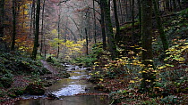 Panning shot of a woodland stream, Berdorf, Mullerthal, Luxembourg, November