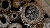 European orchard bee (Osmia cornuta) emerging from its nest in an insect house, Belgium, March
