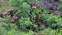Female Brown bear (Ursus arctos) with two cubs feeding on Rowan (Sorbus aucuparia) leaves in woodland, Bavarian Forest National Park, Germany, May. Captive.