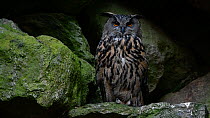 Eagle owl (Bubo bubo) turning head, looking around, Bavarian Forest National Park, Germany, May. Captive.