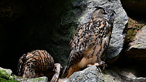 Pair of Eagle owls (Bubo bubo) preening feathers, Bavarian Forest National Park, Germany, May. Captive.