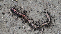 Black garden ants (Lasius niger) removing pieces from a dead Earthworm (Lumbricus terrestris) and taking them back to the nest, Gran Paradiso National Park, Graian Alps, Italy, June