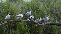 Group of Black-headed gulls (Chroicocephalus ridibundus) perched on a branch, preening, La Brenne, France, June