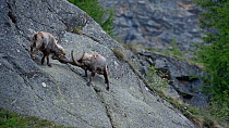 Two male Alpine ibex (Capra ibex) fighting on a steep mountain rock face, Gran Paradiso National Park, Graian Alps, Italy, June.