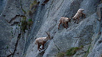 Three male Alpine ibex (Capra ibex) climbing up a steep mountain rock face, one pushes another one away, Gran Paradiso National Park, Graian Alps, Italy, June.