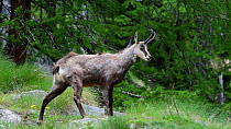 Alpine chamois (Rupicapra rupicapra rupicapra) grooming and scratching back with horns, Gran Paradiso National Park, Graian Alps, Italy, June.