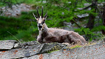 Alpine chamois (Rupicapra rupicapra rupicapra) resting on a rock ledge, scratching its chin against a rock and yawning, Gran Paradiso National Park, Italy, June