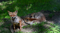 Pair of Red foxes (Vulpes vulpes) sleeping, one leaving hte frame, Gran Paradiso National Park, Graian Alps, Italy, June