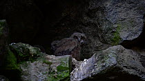 Eagle owl (Bubo bubo) chicks sitting in nest on rock ledge in cliff face, Bavarian Forest National Park, Germany, May. Captive.