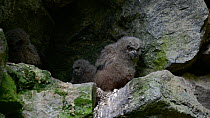 Eagle owl (Bubo bubo) chicks sitting in nest on rock ledge in cliff face, Bavarian Forest National Park, Germany, May. Captive.