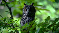 Long-eared owl (Asio otus / Strix otus) perched in tree in forest and heard prey below, Bavarian Forest National Park, Germany, May. Captive.