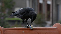 Jackdaw (Corvus monedula) pulling up a peanut string to feed, Belgium