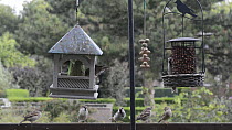 House sparrows (Passer domesticus) feeding from bird feeders in a garden, Belgium.