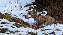Lynx (Lynx lynx) feeding in the snow in winter, Bavarian Forest National Park, Germany, March. Captive.